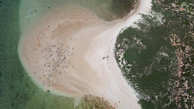 Aerial view of beautiful turquoise ocean and sandy beach with waves at Quobba blowholes, Point Quobba, Gascoyne Region, Australia.