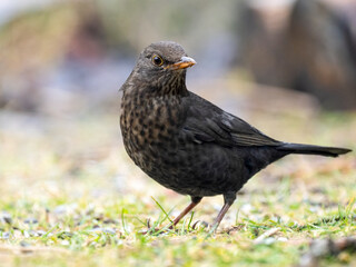 Amsel (Turdus merula)
