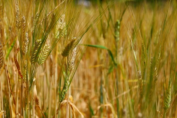 北海道の夏。中富良野、北海道、日本。7月下旬。