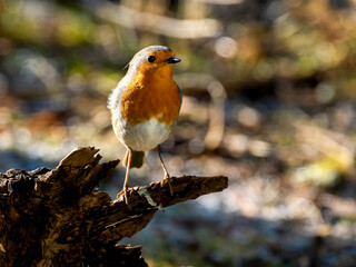 Rotkehlchen (Erithacus rubecula)