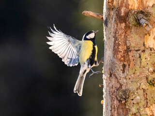 Obraz premium Kohlmeise (Parus major)