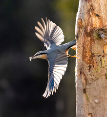 Kleiber (Sitta europaea)