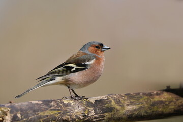 Fototapeta premium A male chaffinch sits on the branch. Wildlife scene with a chaffinch. Fringilla coelebs