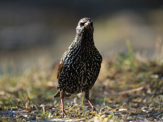 Star (Sturnus vulgaris)