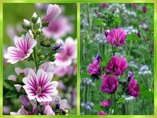 Collage von Malven © Pixelmixel