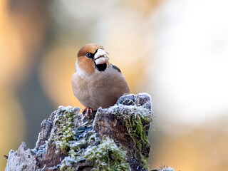 Fototapeta premium Kernbeißer&nbsp;(Coccothraustes coccothraustes)