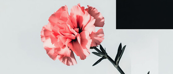 Minimalist collage features pink carnation with ruffled petals on white background