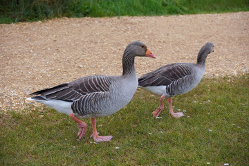 Obraz premium a pair of greylag geese. water bird goose with orange beak and brown feathers 