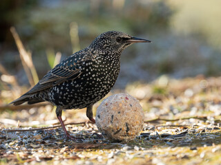 Star (Sturnus vulgaris)