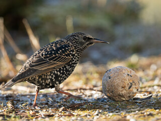 Star (Sturnus vulgaris)
