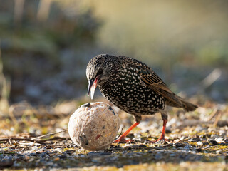 Star (Sturnus vulgaris)
