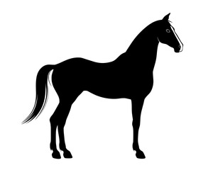 Obraz premium A solitary black silhouette of a Tennessee horse, highlighted on a white background.