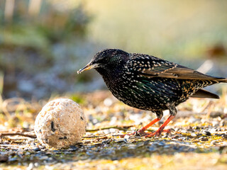 Star (Sturnus vulgaris)