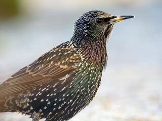 Star (Sturnus vulgaris)