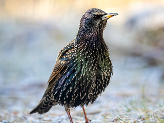 Star (Sturnus vulgaris)