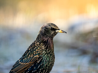 Star (Sturnus vulgaris)