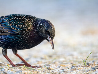 Star (Sturnus vulgaris)