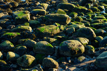 Moss covered Boulders