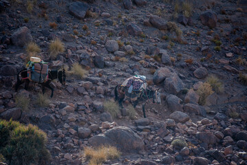 2024 03 14 Jebel Saghro berber mules 46