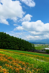 北海道の夏。中富良野、北海道、日本。7月下旬。