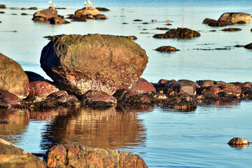 Balanidae Growth on Boulder