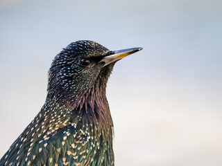 Star (Sturnus vulgaris)