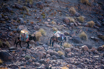 2024 03 14 Jebel Saghro berber mules 47