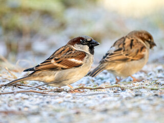 Haussperling (Passer domesticus)