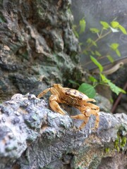 Crab on a rock