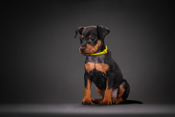 Obraz premium A black and tan miniature pinscher puppy is sitting on a black background. Beautiful dog, studio shooting