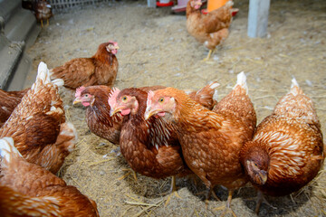 a group of Rhode Island Red chickens in a barn