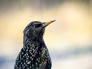 Star (Sturnus vulgaris)