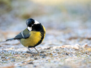 Kohlmeise (Parus major)