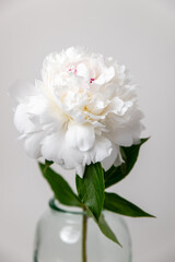 close up of white peony, Festiva Maxima peony, Couronne d'Or peony, white peony with pink center, white flower macro