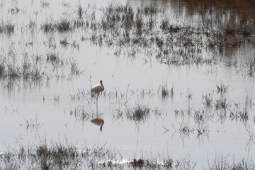 A single flamingo stands on one leg in a lake. The water appears silver in the sunlight, and the bird's reflection appears pink. Brown reeds grow in the water.