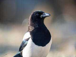 Elster (Pica pica)