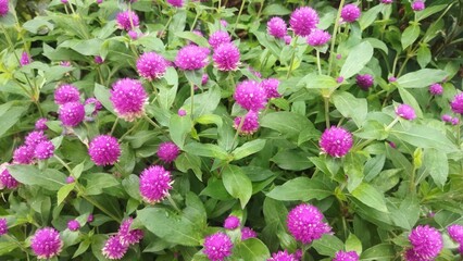 Fototapeta premium pink flower of globe amarath in the garden 