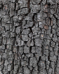 Bark background, tree bark texture. Pear. Wooden surface. Close up.