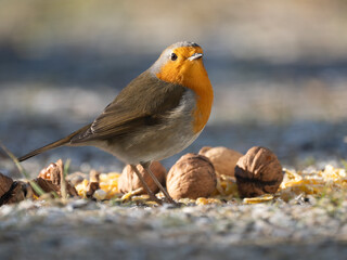 Rotkehlchen (Erithacus rubecula)