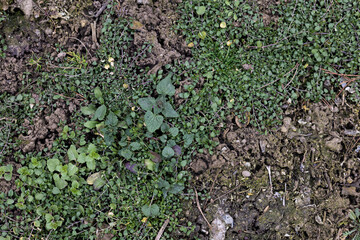 Green background, grass texture. Rural industry Spring field. Close-up from above. Grassy surface