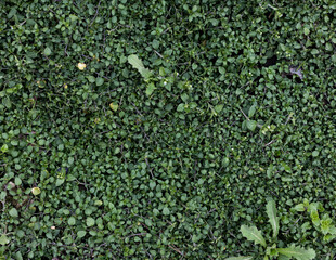 Green background, grass texture. Rural industry Spring field. Close-up from above. Grassy surface