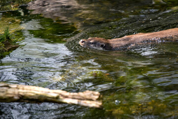 view on an otter in a watercourse