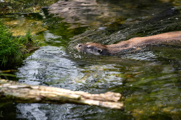 view on an otter in a watercourse
