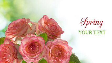 Vibrant spring bouquet of delicate pink roses with a gentle green backdrop awaiting personalized...