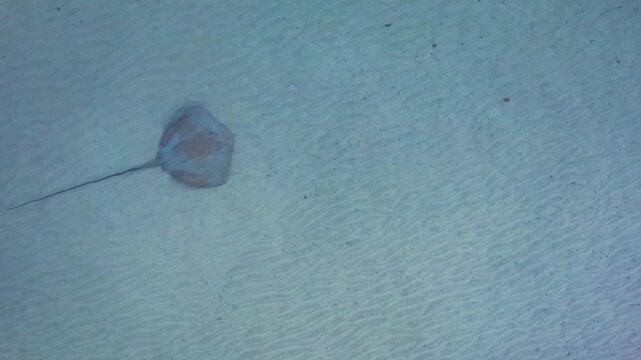 Aerial view of tranquil Cygnet Bay with beautiful leopard whipray and clear water, Broome, Australia.