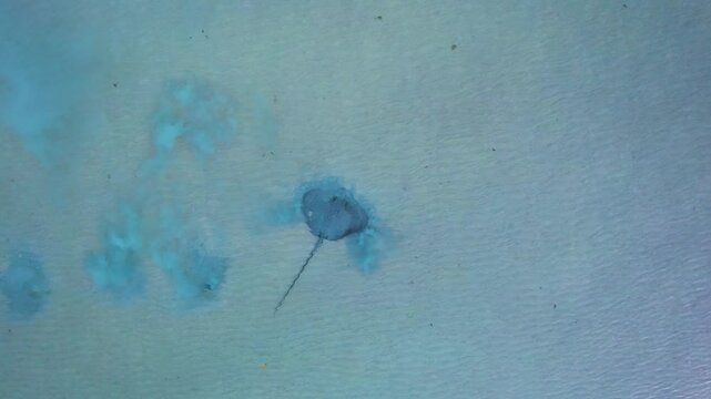 Aerial view of serene Cygnet Bay with leopard whipray and clear ocean, Broome, Australia.