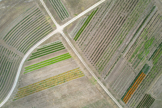 Aerial view of beautiful rose plantation fields with natural green rows and patterns, Biggs Flat, South Australia.