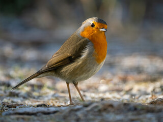 Rotkehlchen (Erithacus rubecula)