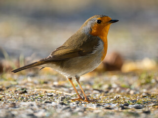Rotkehlchen (Erithacus rubecula)