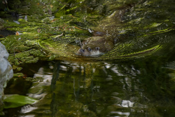 view on an otter in a watercourse